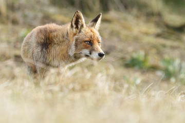 Red fox cubs.
