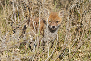 Red fox cubs.

