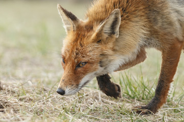 Red fox in nature