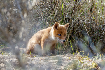 Naklejka na ściany i meble Red fox cubs. 