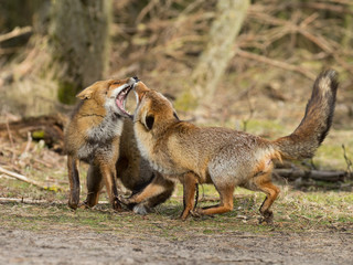 Fototapeta premium Red fox in nature