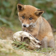 Red fox cub in nature
