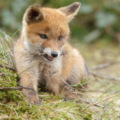 Naklejka na ściany i meble Red fox cub in nature 