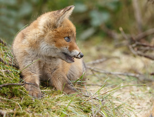 Red fox cub in nature
