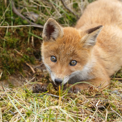 Fototapeta premium Red fox cub in nature 