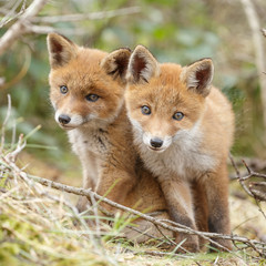 Fototapeta na wymiar Red fox cub in nature 