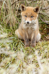 Red fox cub in nature
