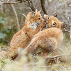 Red fox cub in nature
