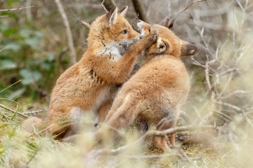Red fox cub in nature
