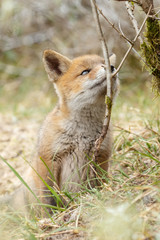 Red fox cub in nature
