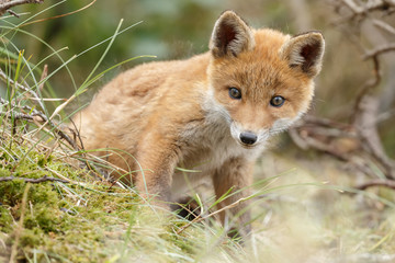 Red fox cub in nature
