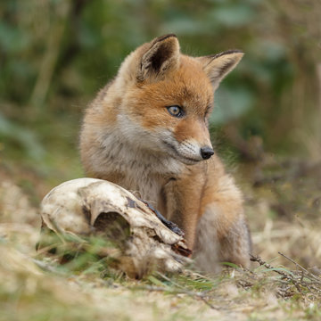Red fox cub in nature
