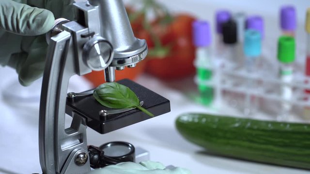 food quality control - scientist inspecting basil leaf with microscope in laboratory