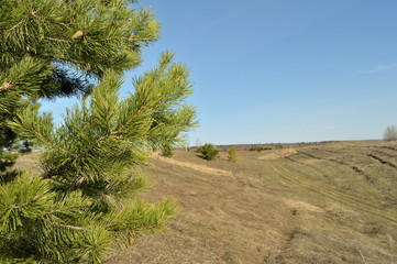 Pine branches