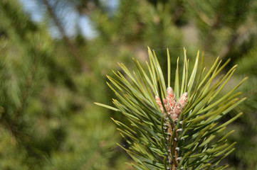 pine's branch