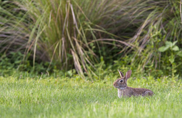 Naklejka na ściany i meble Marsh rabbit in deep grass with environment in background