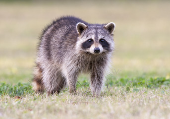 Raccoon standing on green grass in middle of field in county park in Florida