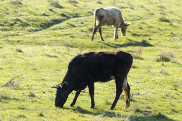 Cows graze on pasture on nature