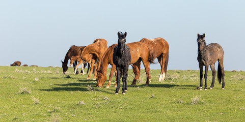 Horses in pasture on nature