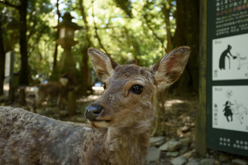 奈良公園の鹿