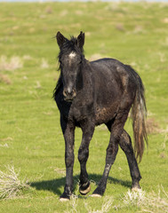 Horses in pasture on nature