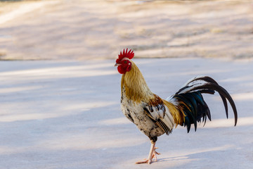 Rooster (Male Chicken) on a nature background