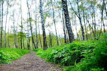 Walking path in forest at morning with beautiful sunbeams.