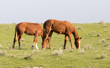 Obraz premium Horses in pasture on nature