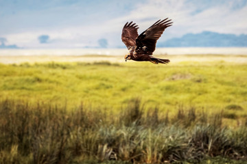 Eagle hunting in the crater of Ngorongoro. Africa. Tanzania.