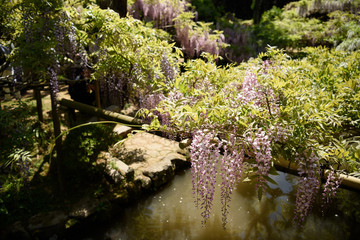 春日大社　萬葉植物園の藤