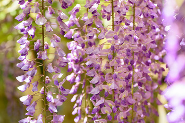 春日大社　萬葉植物園の藤