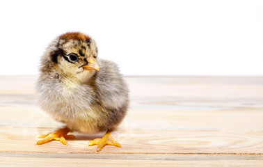 Chick. Standing on a wooden table on a white background
