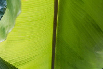 Big green banana leaves in Asia (Thailand)