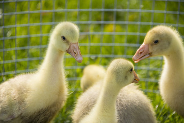 goslings (white goose) in the garden