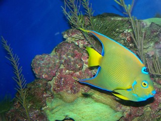 Blue and Yellow Angelfish