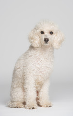 Portrait eines Pudels