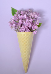  lilac in cone