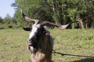 Male goat