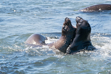 Northern Elephant Seals fighting and biting in the Pacific at the Piedras Blancas Elephant seal rookery on the Central Coast of California USA