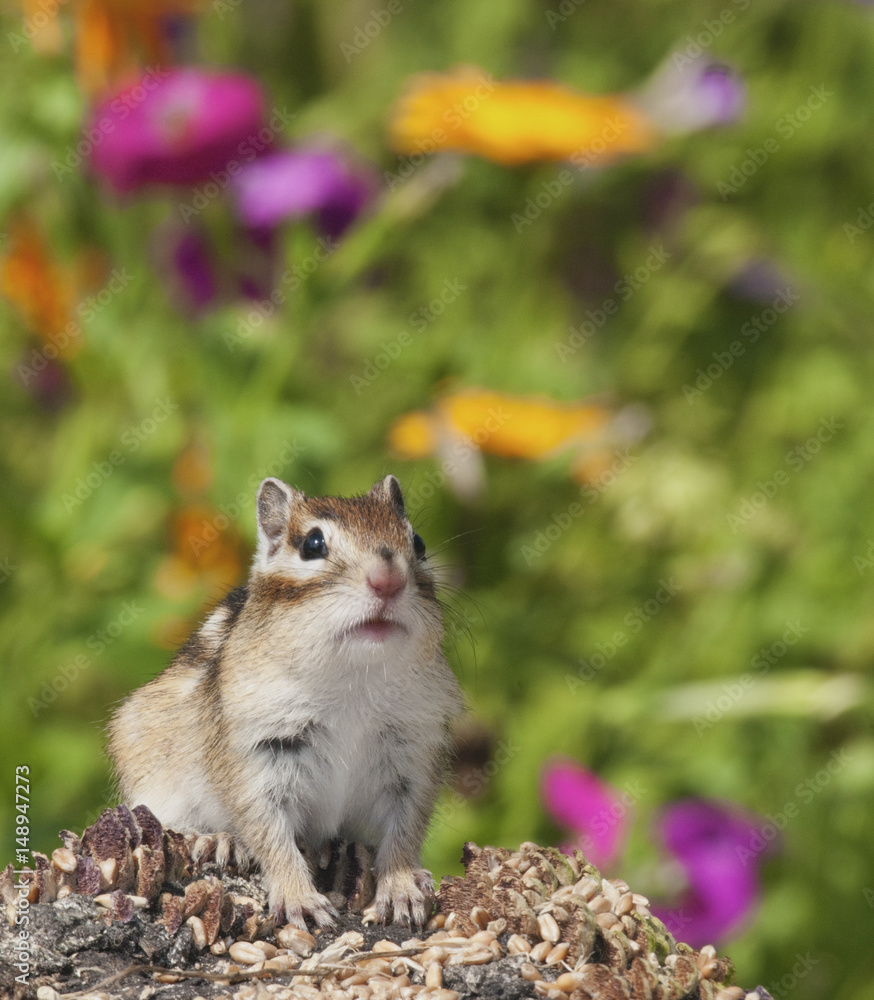 Sticker Siberian Chipmunk