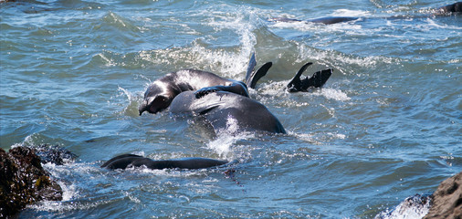 Fototapeta premium Northern Elephant Seals fighting in the Pacific at the Piedras Blancas Elephant seal rookery on the Central Coast of California US of A