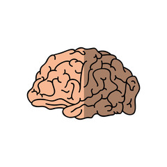 Human brain symbol icon vector illustration graphic design