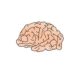 Human brain symbol icon vector illustration graphic design
