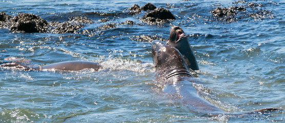 Obraz premium Northern Elephant Seals fighting in the Pacific at the Piedras Blancas Elephant seal rookery on the Central Coast of California USA