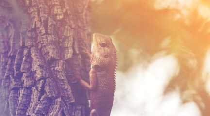 chameleon on the tree, vintage filter image