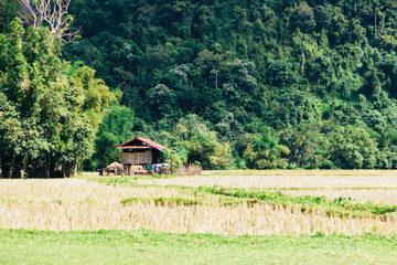 Domestic Asian water buffalo -Bubalus bubalisand Wooden house in the countryside with field and mountains in Laos 