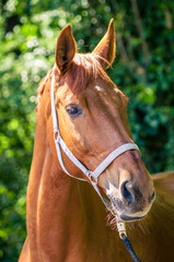 Fototapeta premium Pferdekopf