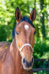 Obraz premium Pferdekopf