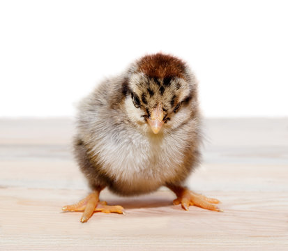 Chick. Standing on a wooden table on a white background © robertuzhbt89