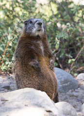 Yellow-bellied marmot standing on back legs on rocks with scrubs